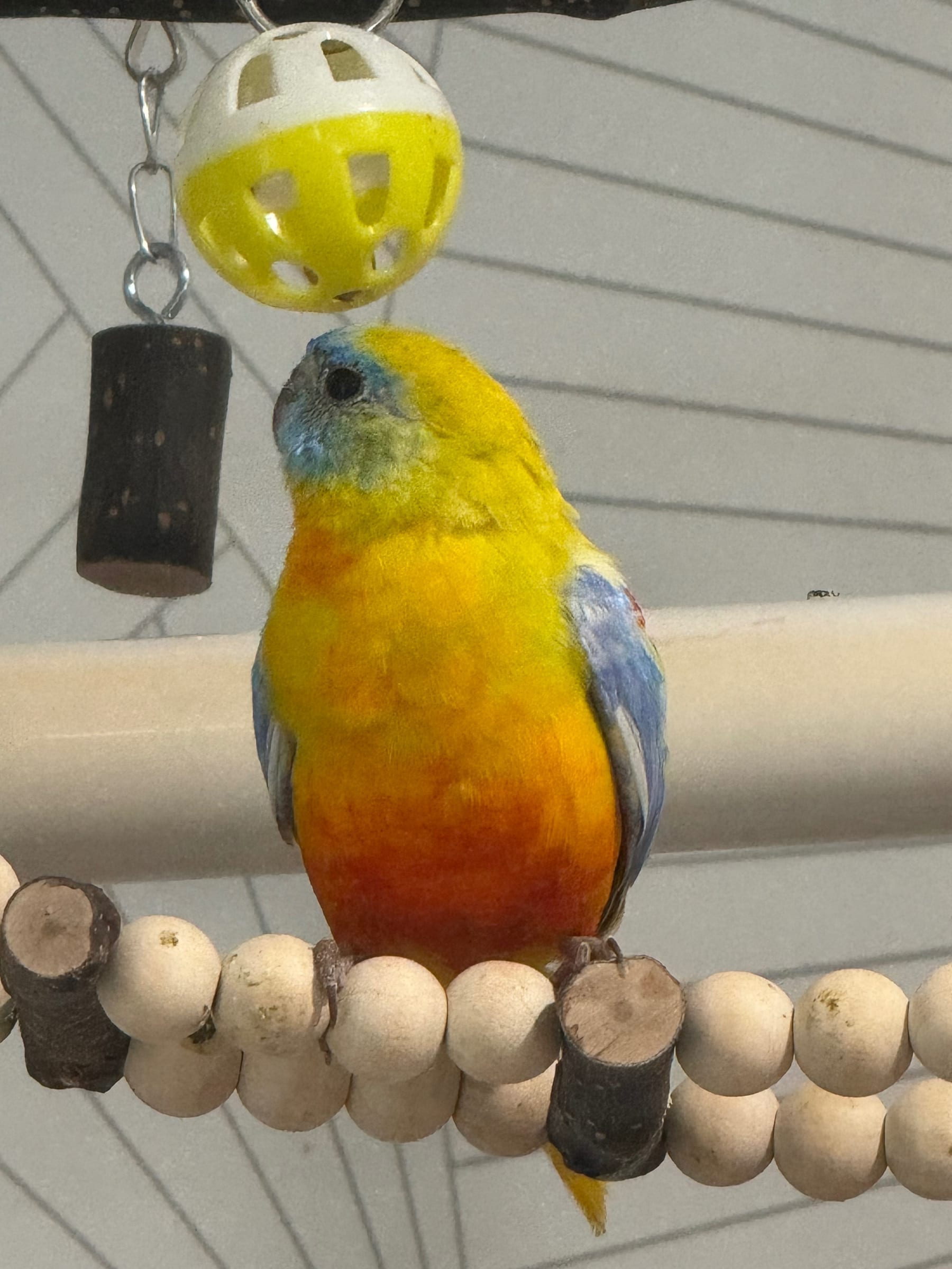 Mango's Vibrant Recovery